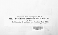 Aecidium circaeae image